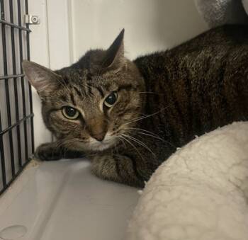 Rescue Domestic Short Hair Cats for Adoption in Carrollton, Texas - Zoey | PetCurious