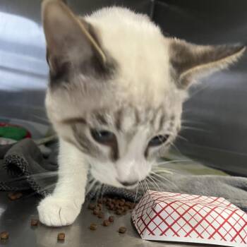 American Shorthair Cats Available for Adoption in Lakeland, Florida - Tod | PetCurious