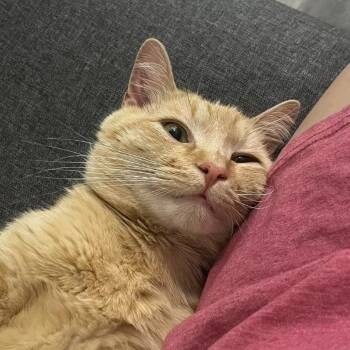 Rescue Domestic Short Hair Cats for Adoption in Durham, North Carolina - Mac | PetCurious