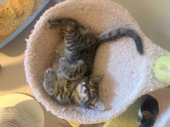 Joe -  Domestic Short Hair Cat for Adoption in Hamilton, Ontario - Joe | PetCurious