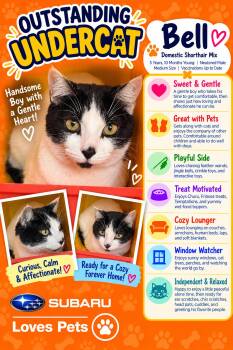 Bell -  Domestic Short Hair Cat for Adoption in Winter Haven, Florida - Bell | PetCurious