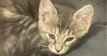 Rescue Domestic Short Hair Cats for Adoption in Houston, Texas - Costco | PetCurious