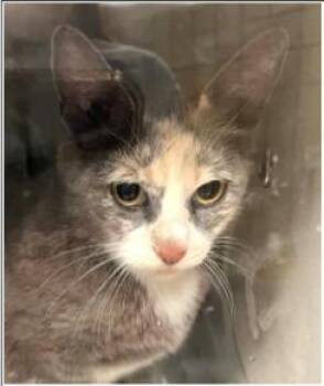 Bellami -  Domestic Short Hair and Dilute Tortoiseshell Cat Available for Adoption in Greenfield, Indiana - Bellami | PetCurious