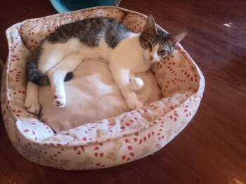 Oscar -  Domestic Short Hair Cat for Adoption in Antioch, California - Oscar | PetCurious