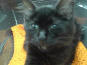 SUGAR -  Domestic Short Hair Cat for Adoption in Omaha, Nebraska - SUGAR | PetCurious