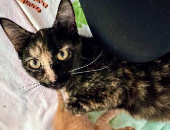 Hazel -  Domestic Short Hair Cat Available for Adoption in Reston, Virginia - Hazel | PetCurious