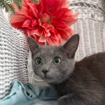 Domestic Short Hair and Russian Blue Cats Available for Adoption - Ambrosia Ambiance 55751 | PetCurious