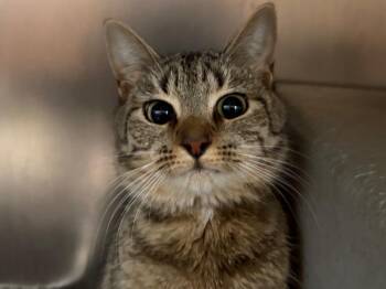 Domestic Short Hair and Tabby Cats Available for Adoption - Ingrid | PetCurious
