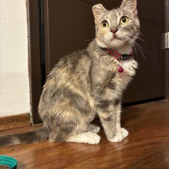 Concha -  Domestic Medium Hair Cat for Adoption in San Diego, California - Concha | PetCurious