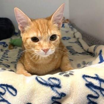 Jimothy -  Domestic Short Hair Cat for Adoption in Phoenix, Arizona - Jimothy | PetCurious