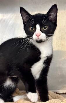 MOOPSY -  Domestic Short Hair Cat for Adoption in York, South Carolina - MOOPSY | PetCurious