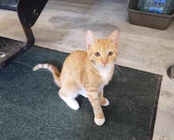 Pumpkin Spice Latte -  Domestic Short Hair Cat for Adoption in San Antonio, Texas - Pumpkin Spice Latte | PetCurious