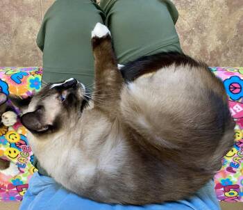 Olaf -  Domestic Short Hair and Siamese Cat for Adoption in Fargo, North Dakota - Olaf | PetCurious