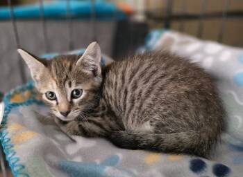 Xena -  Domestic Short Hair Cat for Adoption in Buford, Georgia - Xena | PetCurious