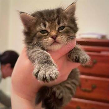 Domestic Medium Hair Cats Available for Adoption in Hannibal, Missouri - Pancake | PetCurious