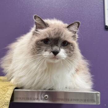 Cooper -  Ragdoll Cat for Adoption in Englewood, Florida - Cooper | PetCurious