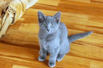 Flint -  Domestic Short Hair and Russian Blue Cat for Adoption in Urbana, Ohio - Flint | PetCurious