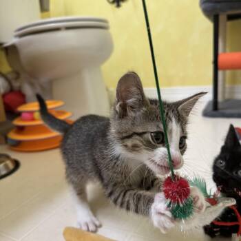 Cinnamon Bun -  Domestic Short Hair Cat for Adoption in Elkton, Maryland - Cinnamon Bun | PetCurious