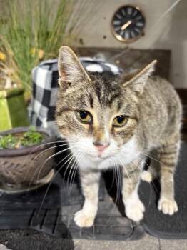 Domestic Short Hair Cats Available for Adoption in Auburn, Indiana - RayGun | PetCurious