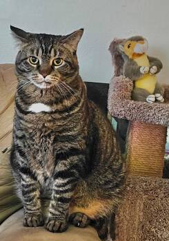 Minnie -  Tabby Cat for Adoption in Beach Park, Illinois - Minnie | PetCurious