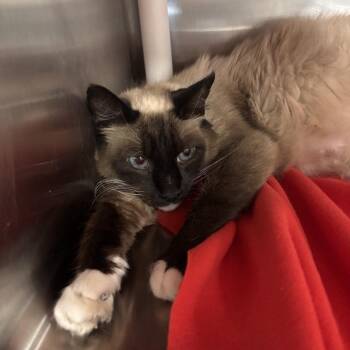 Alexandria -  Domestic Short Hair Cat for Adoption in Salt Lake City, Utah - Alexandria | PetCurious