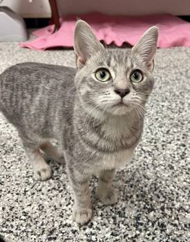 Chloe -  Tabby Cat for Adoption in Sautee Nacoochee, Georgia - Chloe | PetCurious