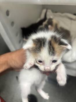 Domestic Short Hair Cats Available for Adoption in Dallas, Texas - LUFFY | PetCurious