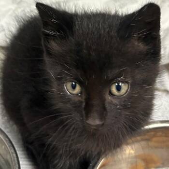 Piston -  Domestic Short Hair Cat for Adoption in East Hanover, New Jersey - Piston | PetCurious