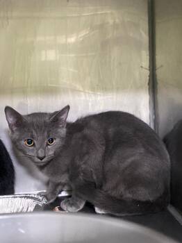 Blue Ridge -  Domestic Short Hair Cat Available for Adoption in Cumming, Georgia - Blue Ridge | PetCurious