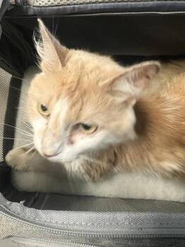 Salem -  Domestic Long Hair and Domestic Short Hair Cat for Adoption in Daytona Beach, Florida - Salem | PetCurious