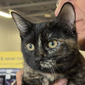 Aurora -  Domestic Short Hair Cat for Adoption in Chicago, Illinois - Aurora | PetCurious