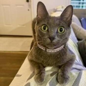 Sally Savaloja -  Domestic Short Hair Cat for Adoption in Morrison, Colorado - Sally Savaloja | PetCurious