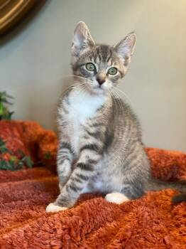 Chevy -  Tabby Cat for Adoption in Taylor, Michigan - Chevy | PetCurious