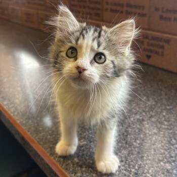 Ally -  Domestic Short Hair Cat for Adoption in Waynesburg, Pennsylvania - Ally | PetCurious