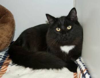 Rescue Domestic Long Hair Cats for Adoption in Grass Valley, California - Zip | PetCurious