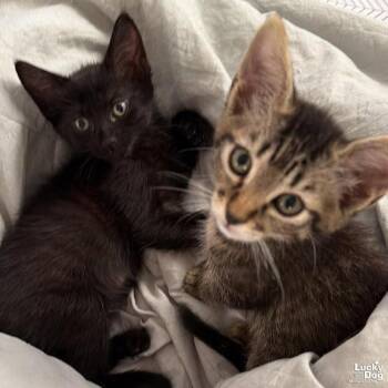 Lima -  Domestic Short Hair Cat for Adoption in Washington, District Of Columbia - Lima | PetCurious