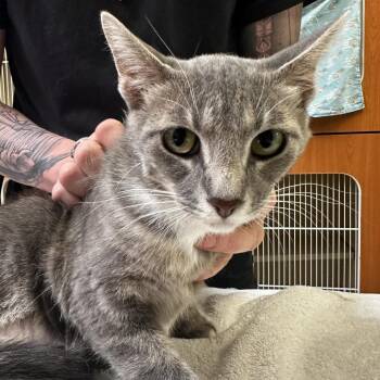 Petunia -  Domestic Short Hair Cat for Adoption in Murray, Utah - Petunia | PetCurious