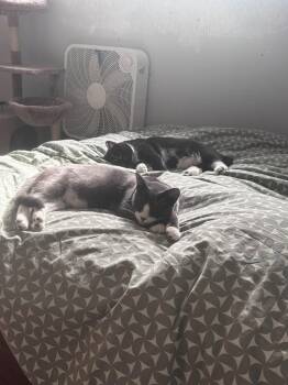 Lucy & Laurel -  Domestic Short Hair Cat for Adoption in Spencerville, Ontario - Lucy & Laurel | PetCurious