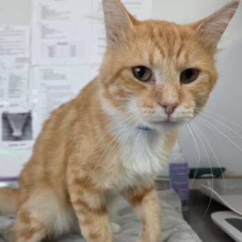 Raleigh -  Domestic Medium Hair Cat for Adoption in Lakeland, Florida - Raleigh | PetCurious