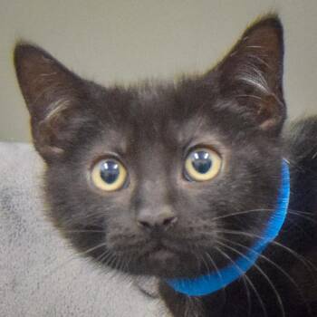 Bombay and Domestic Short Hair Cats Available for Adoption in Huntley, Illinois - Huckleberry | PetCurious
