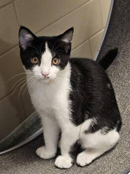 RUSTIN -  Domestic Short Hair Cat for Adoption in Clyde, North Carolina - RUSTIN | PetCurious