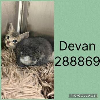 DEVAN -  Domestic Short Hair Cat for Adoption in Macon, Georgia - DEVAN | PetCurious