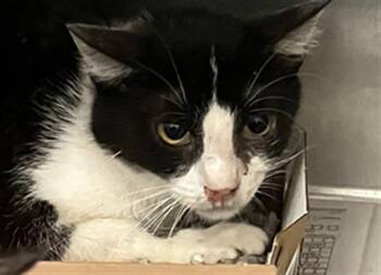 Domestic Short Hair Cats Available for Adoption in Dallas, Texas - MOMMA | PetCurious