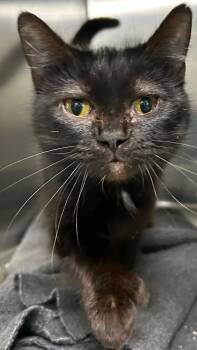 Domestic Short Hair Cats Available for Adoption - Hecate | PetCurious