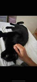 Domestic Short Hair Cats Available for Adoption - Holly | PetCurious