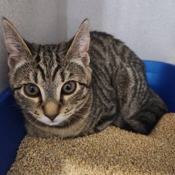 Brie -  Domestic Short Hair Cat for Adoption in Walnutport, Pennsylvania - Brie | PetCurious