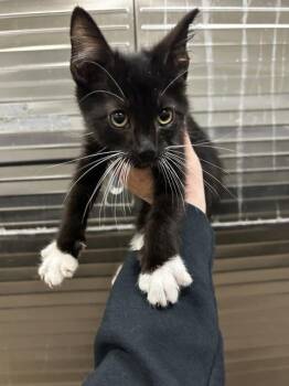 Domestic Short Hair Cats Available for Adoption in Pueblo, Colorado - BEAR | PetCurious