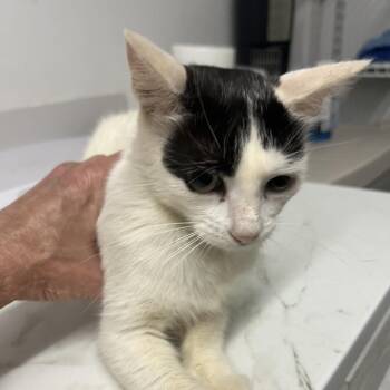Karlie Claws -  Domestic Short Hair Cat for Adoption in St. Louis, Missouri - Karlie Claws | PetCurious