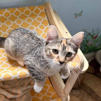 Cruella -  Domestic Short Hair Cat for Adoption in Richland, Michigan - Cruella | PetCurious
