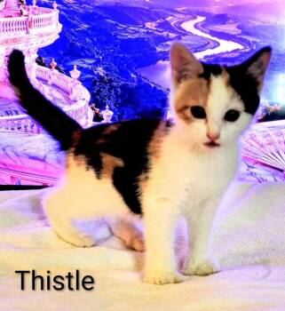 Thistle -  Domestic Short Hair Cat for Adoption in Binghamton, New York - Thistle | PetCurious